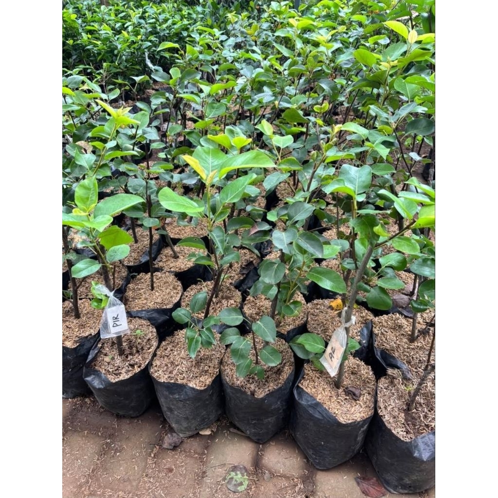 bibit apel merah/apel ana