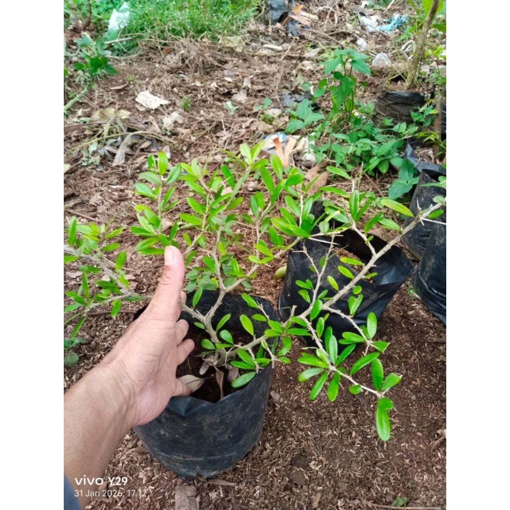 saeng simbur vietnam bunga ungu