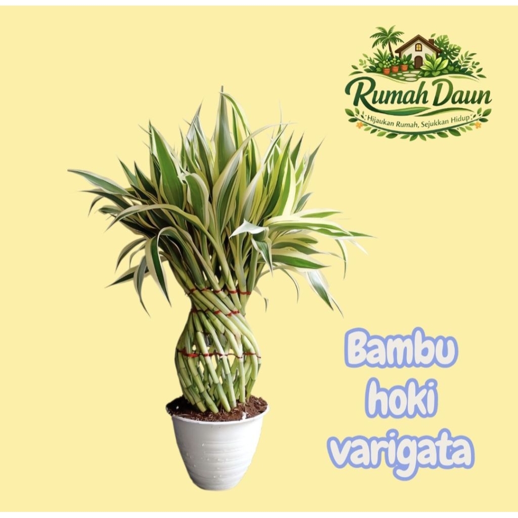 tanaman hias bambu hoki - bambu hoki varigata
