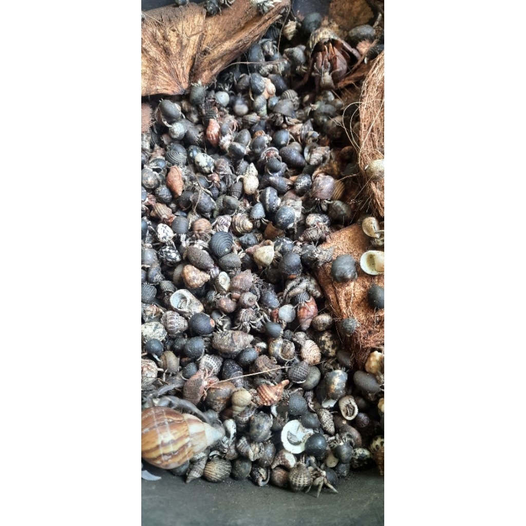 umang umang/kelomang darat 1kg