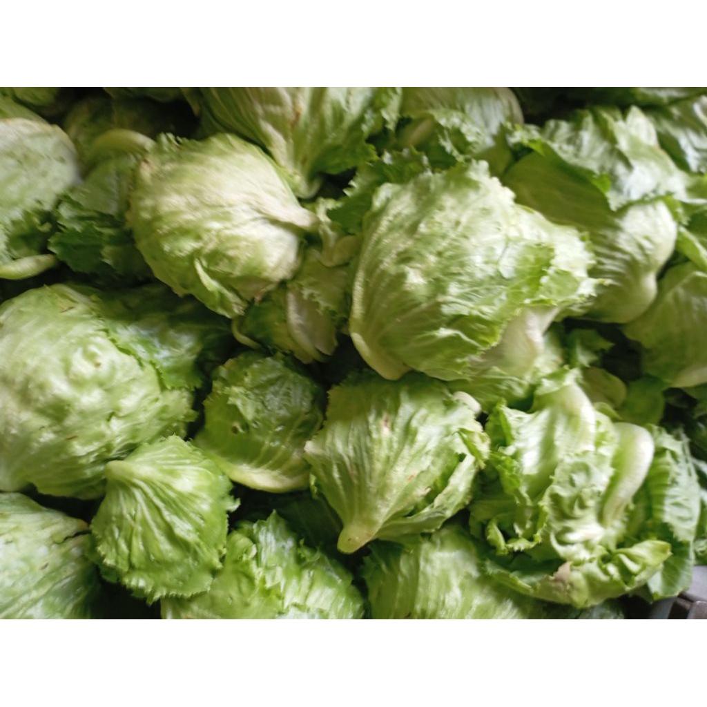 Sayur Selada Letes Letuce / LettuceHead / Selada bokor segar