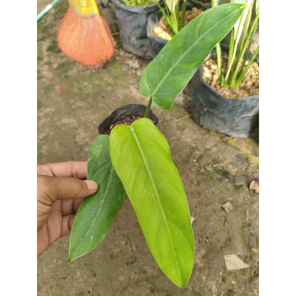 philodendron domesticum