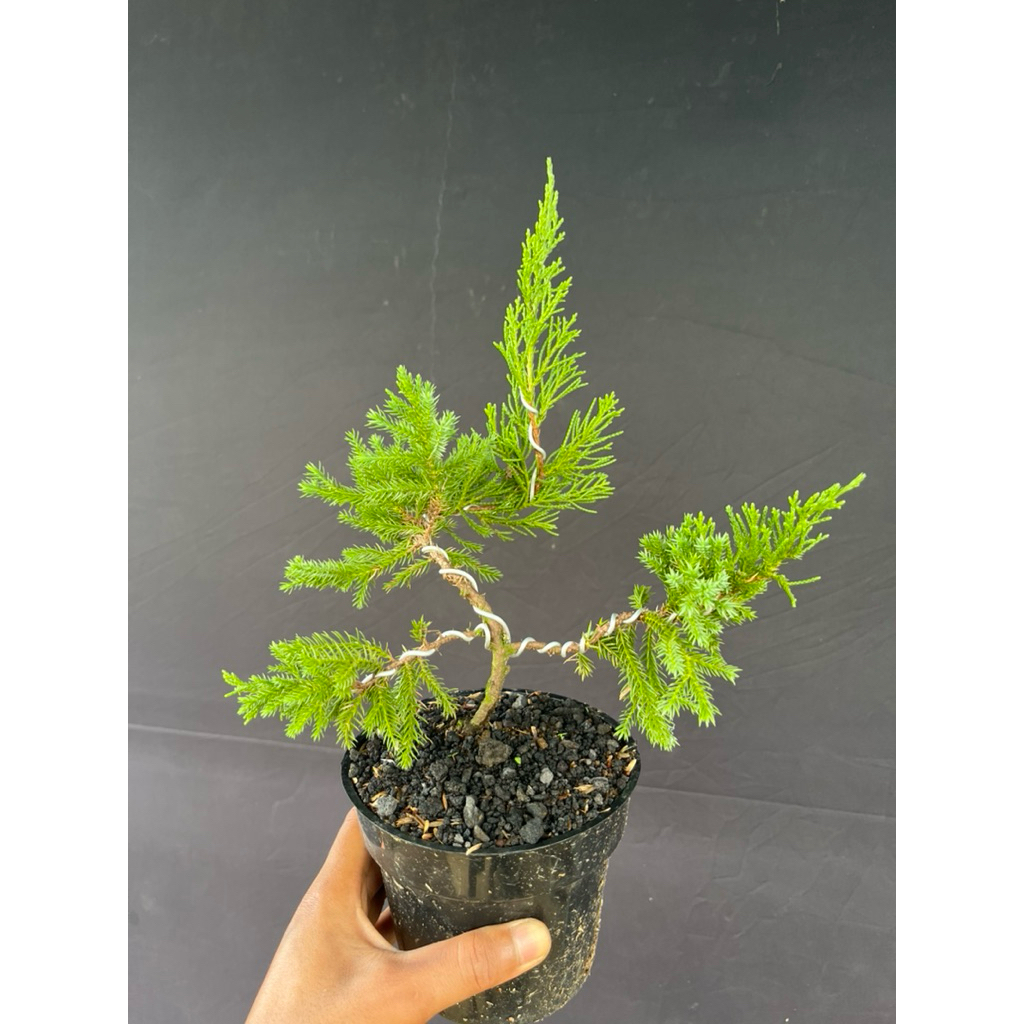 BONSAI CEMARA SINENSIS SIZE MAME