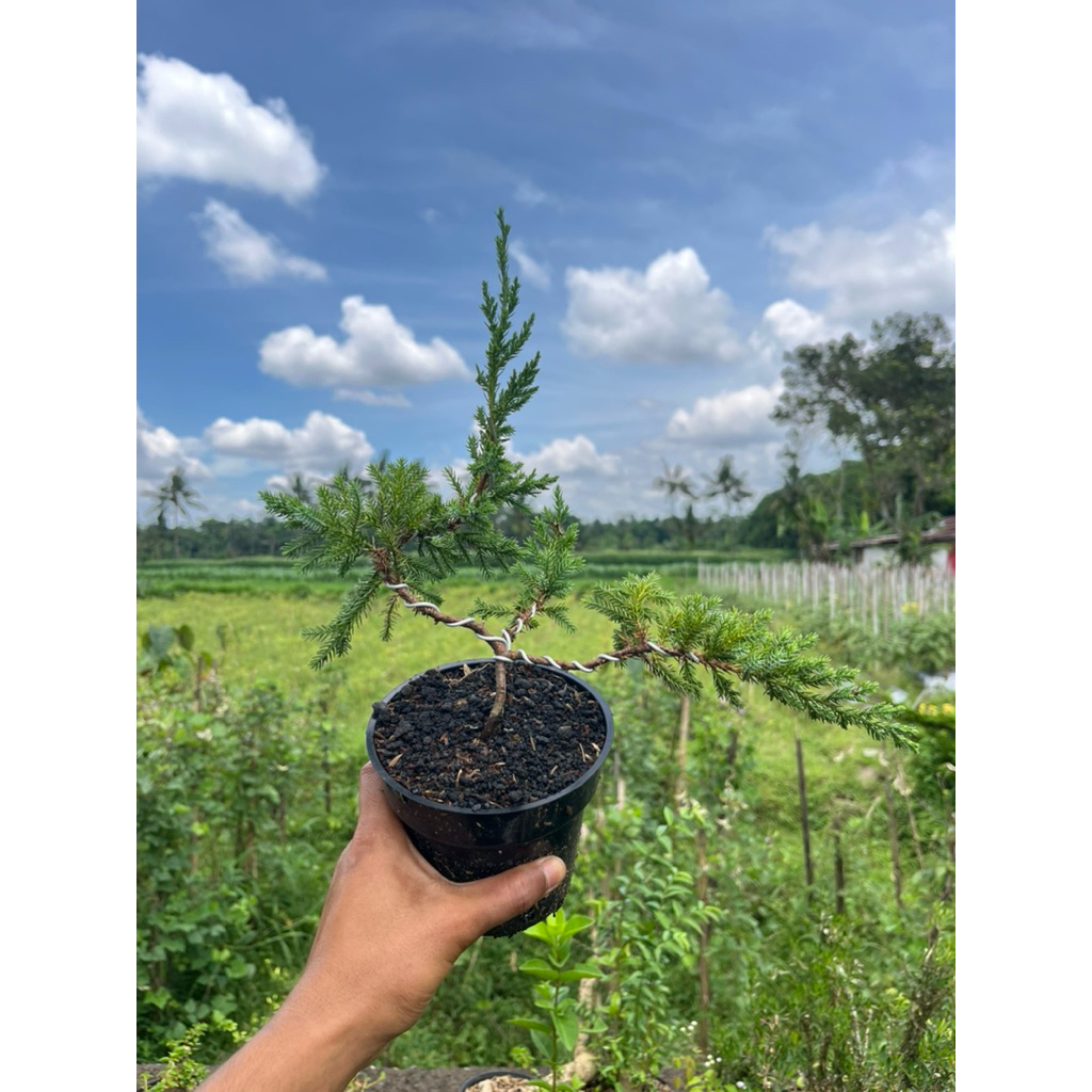 BONSAI CEMARA SINENSIS SIZE MAME SIAP PAJANG