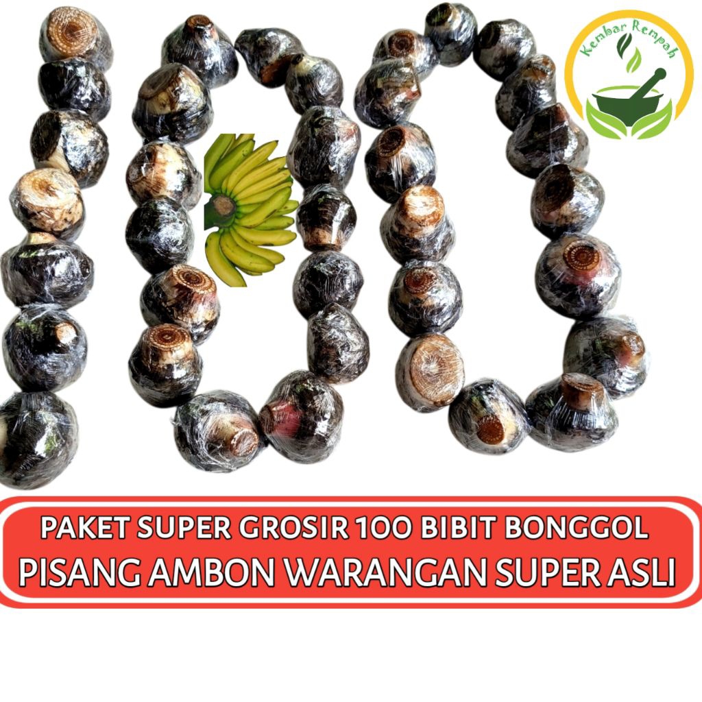 Paket Super Grosir 100 Bibit Bonggol Pisang Ambon Warangan Dongkelan Pohon Pisang Ambon Warangan Sup