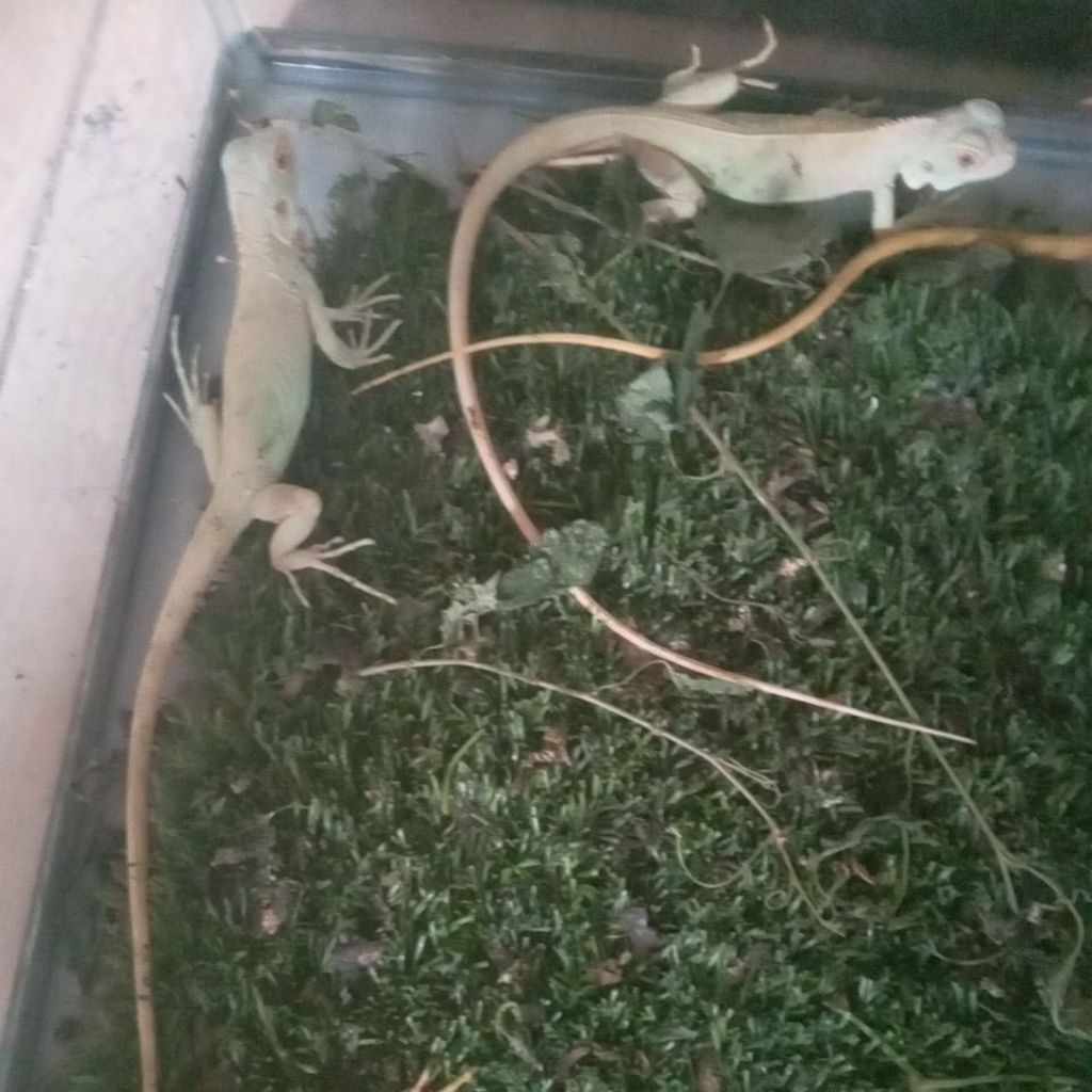 Pelet iguana snow 45cm mulus no minus