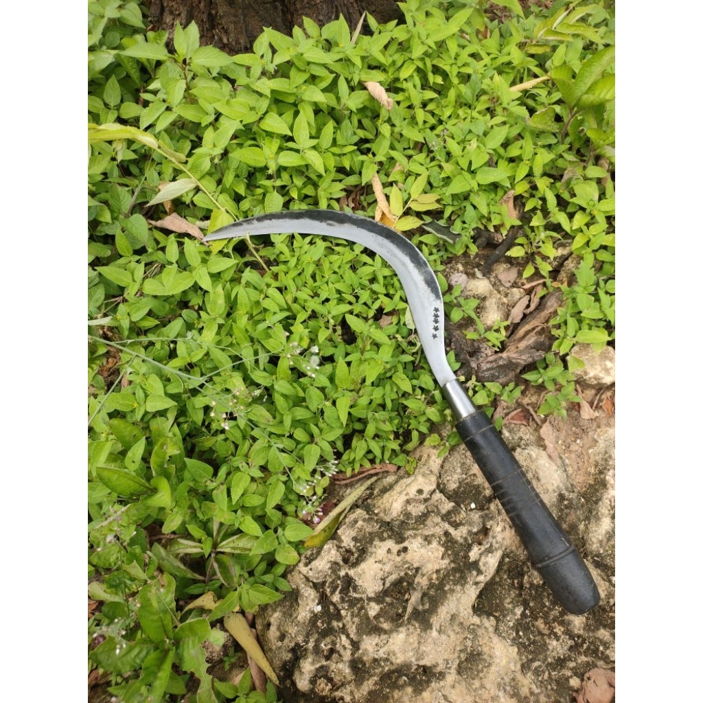 produk terlaris arit bintang lima asli madura khusus rambanan