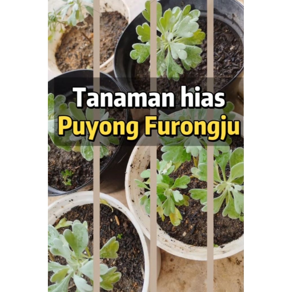 Bibit Tanaman Puyong / Furongju (Cendani Silver) - Tanaman Hias Daun Perak Unik