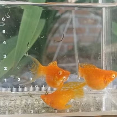 Albino Sunkist Molly Lyretail Cawang Balon Kebutuhan Aquarium