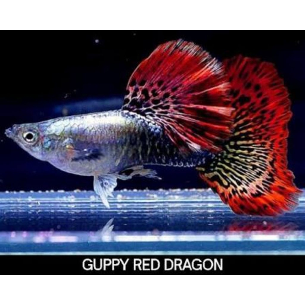 guppy merah/red dragon