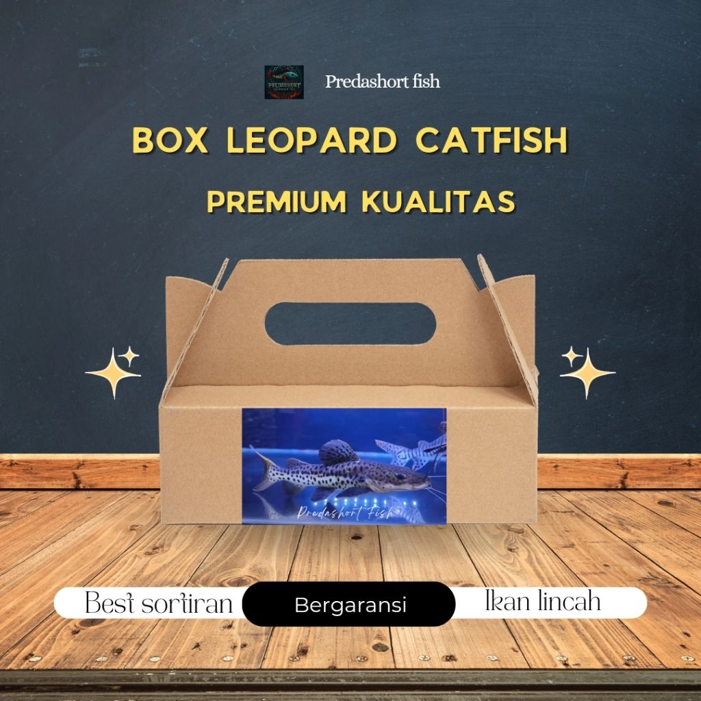 BOX kardus isi leopard Catfish bergaransi