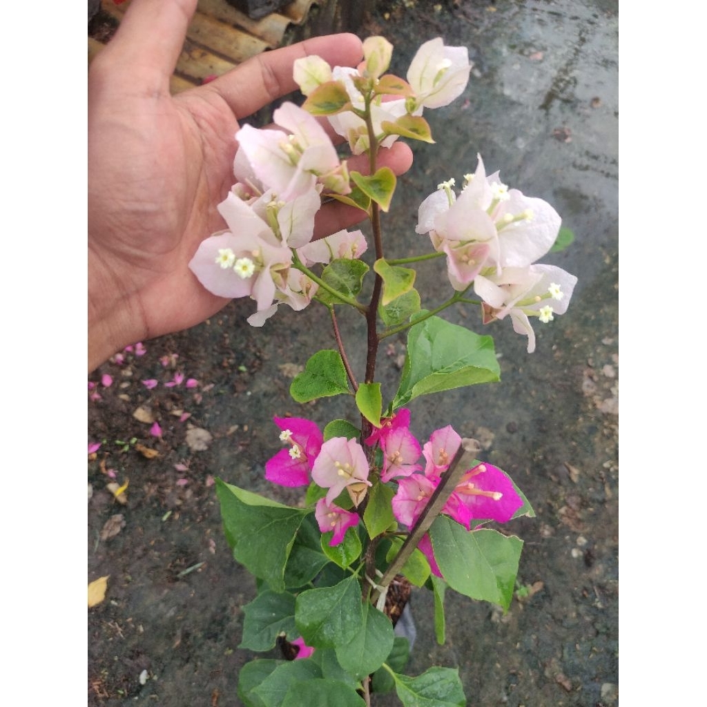 Bibit Bougenville Citra Thailand