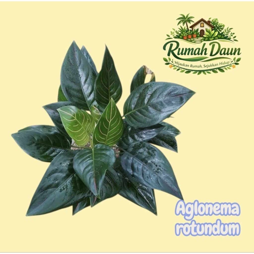 tanaman hias aglonema rotundum - aglonema rotundum