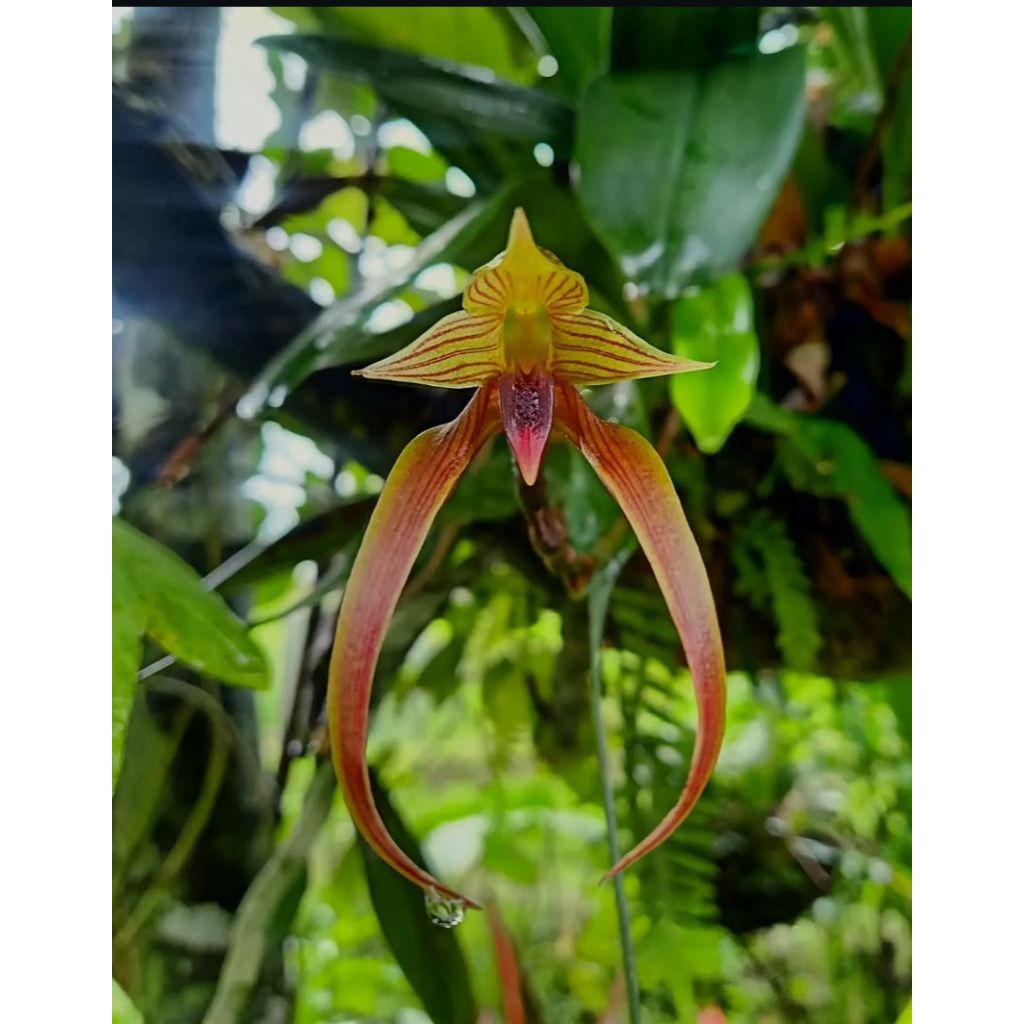bulbopyllum sulawesii /anggrek/Orchid/bunga/ganaman