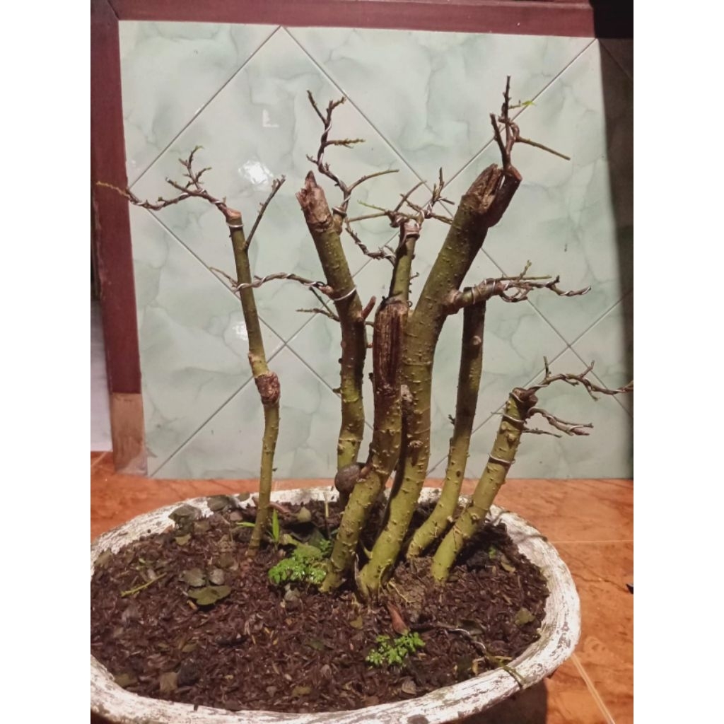 Bonsai serut raft medium, real pict