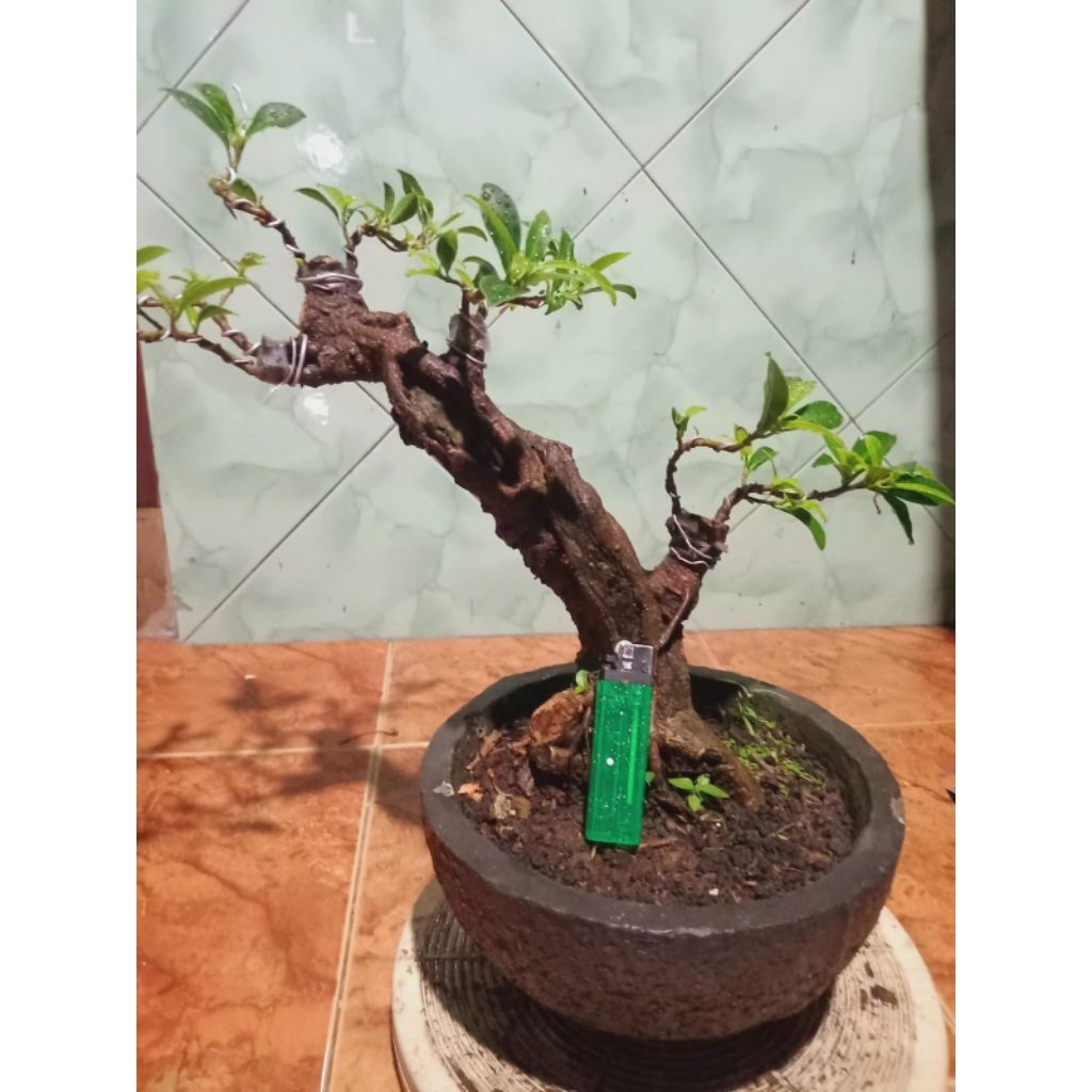 bonsai ficus Elegan medium (okulasi), real pict