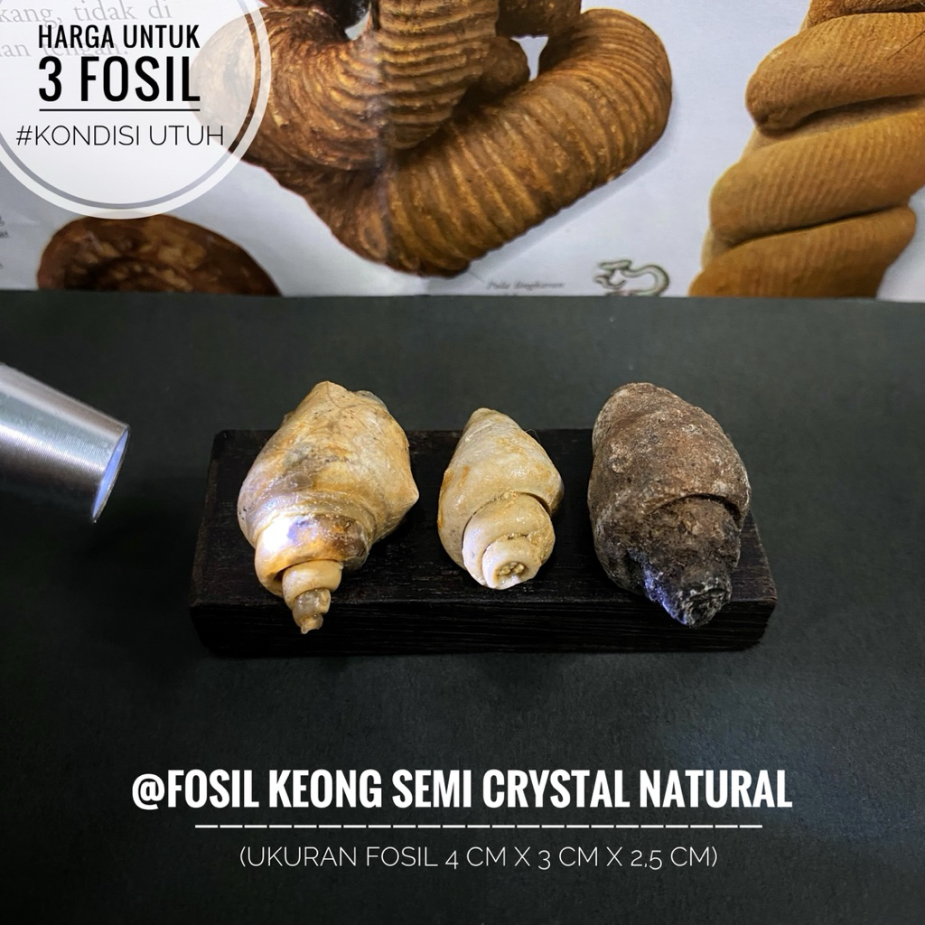 Fosil Keong Purba Semi Crystal A27 atau Fossil Gastropoda Kristal atau Fossil Snail atau Fosil Kol B