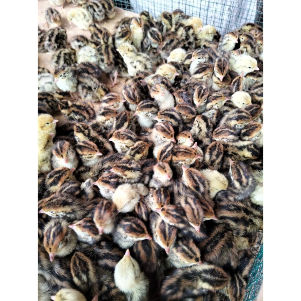DOQ - bibit puyuh kecil - pakan reptil puyuh DOQ - anak puyuh