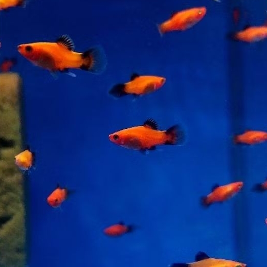 Platy Red Coral