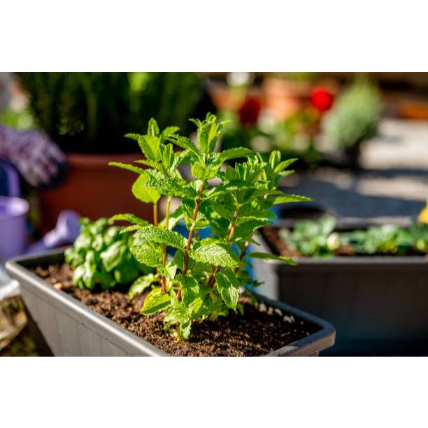 KEBUN INDAH BENIH TANAMAN LEMON BALM