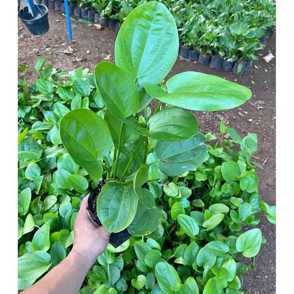 Melati air - tanaman melati air pohon melati air