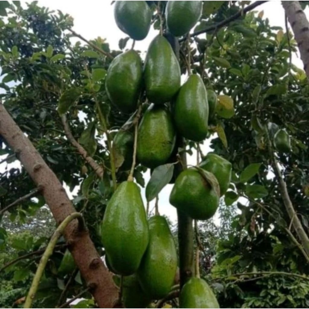 Bibit Alpukat Mentega Jumbo Super ASLI Hasil Okulasi / Cangkok Cepat Berbuah Tabulampot