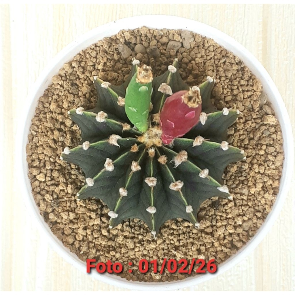 Kaktus Indukkan LB 2178 (ORI) 13 RIBS (+- 7 cm/antik+ 2 spot)/HARGA PROMO