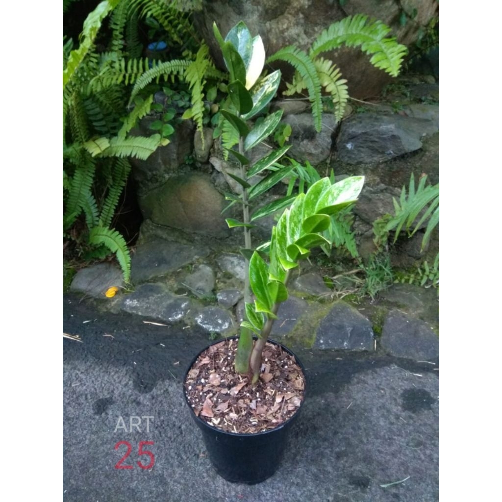 Zamioculcas Zamiifolia Variegata Zamia Culcas Dolar Zz Varigata Real Picture