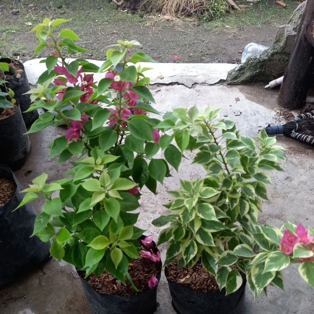 bugenvil singapur ori