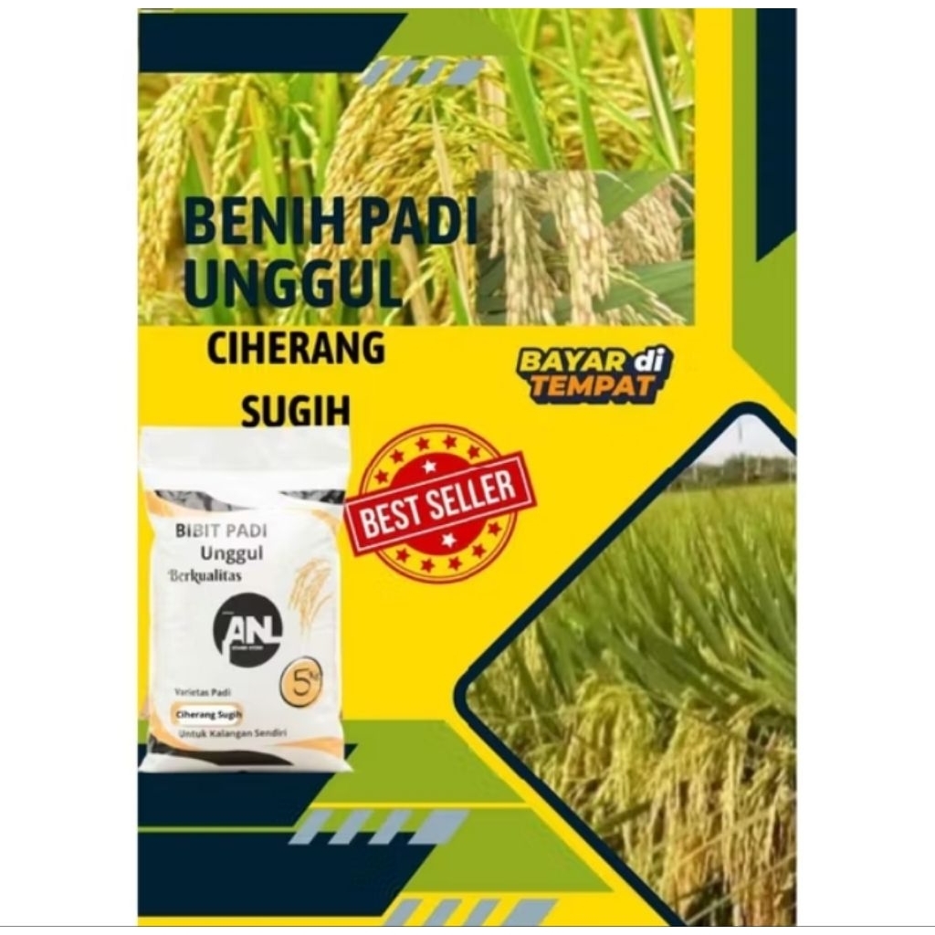 Bibit Padi Ciherang Sugih -5Kg Original Varietas Padi Super Kokoh Mudah Perawatan Hasil Optimal