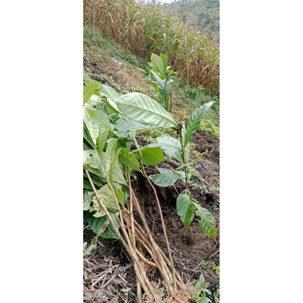 Bibit kopi lampung cabutan