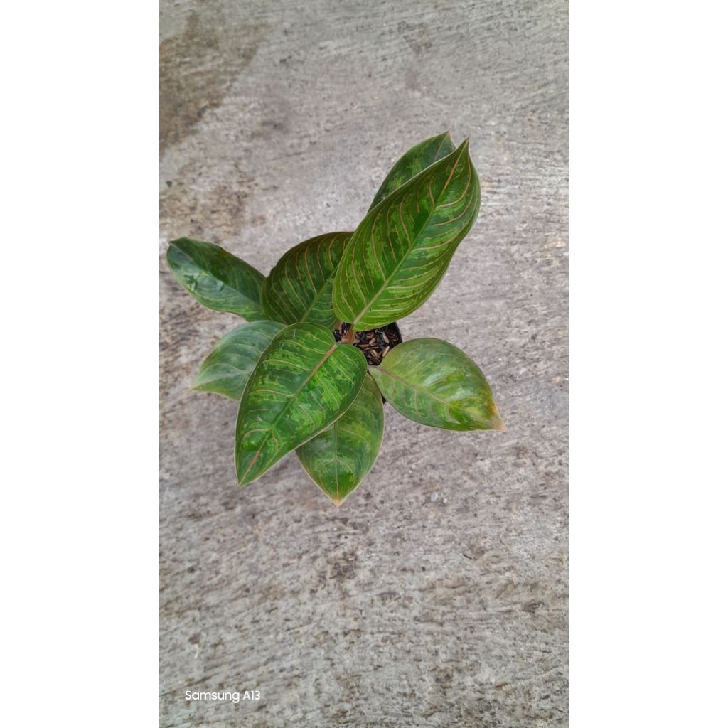 Aglonema Kresna Black Rumpun 2 (Size Remaja) (2)