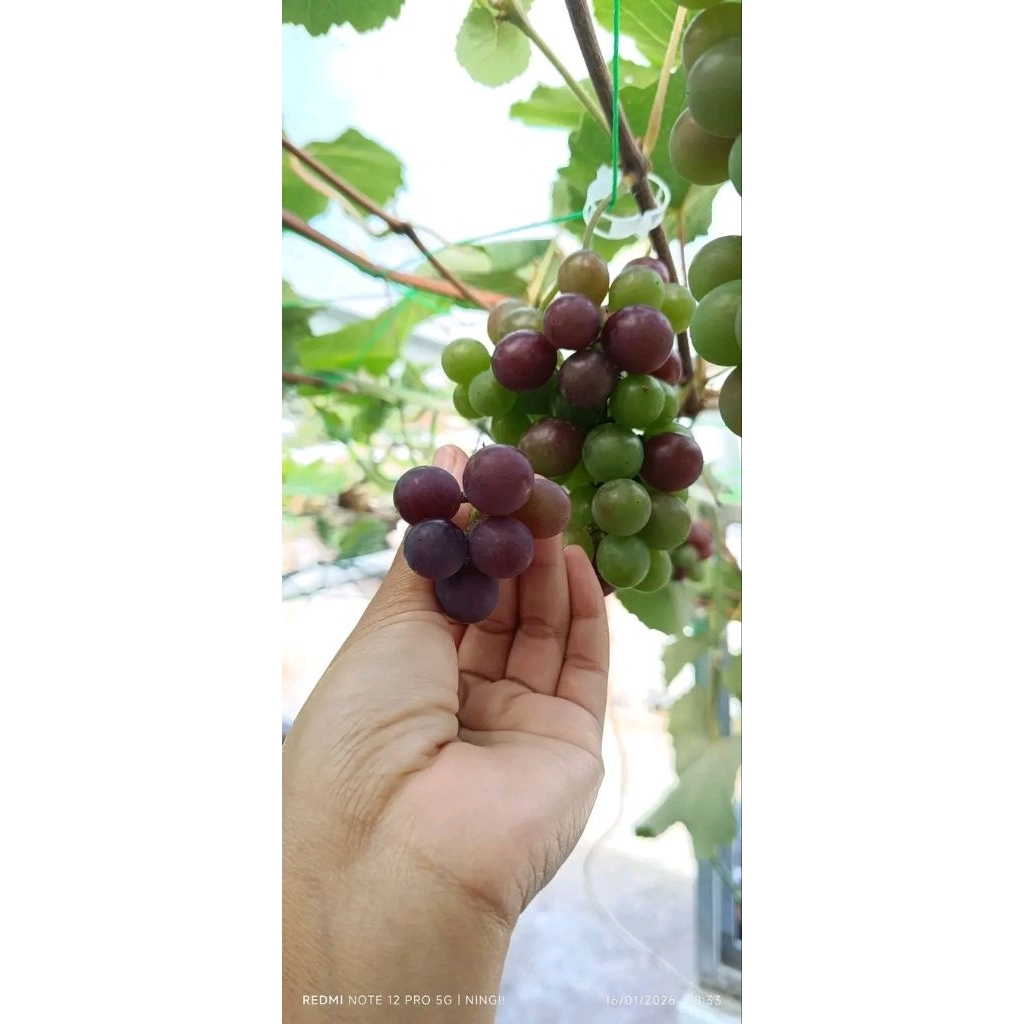 Paket Murah 3 Bibit Anggur Isabella Batang Besar Siap Tanam