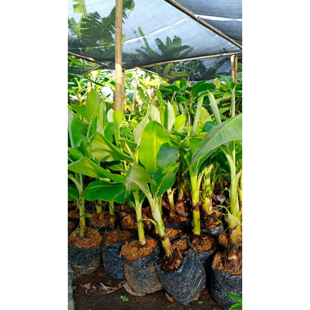 promo bibit anakan pisang raja seribu kualitas unggul