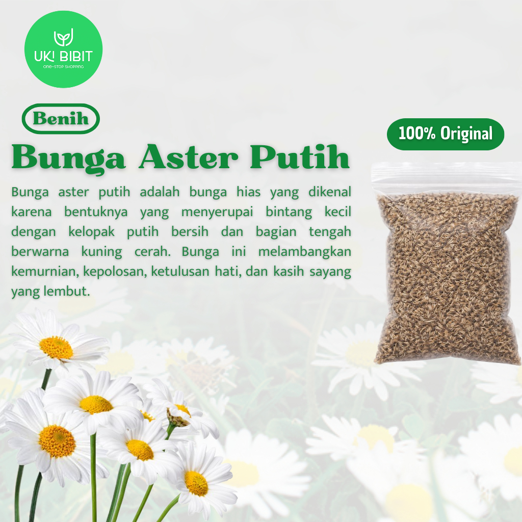 ( 10 Butir ) Benih Biji Bunga Aster Putih | Bunga Aster Mix