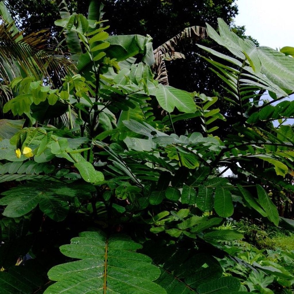Daun ketepeng