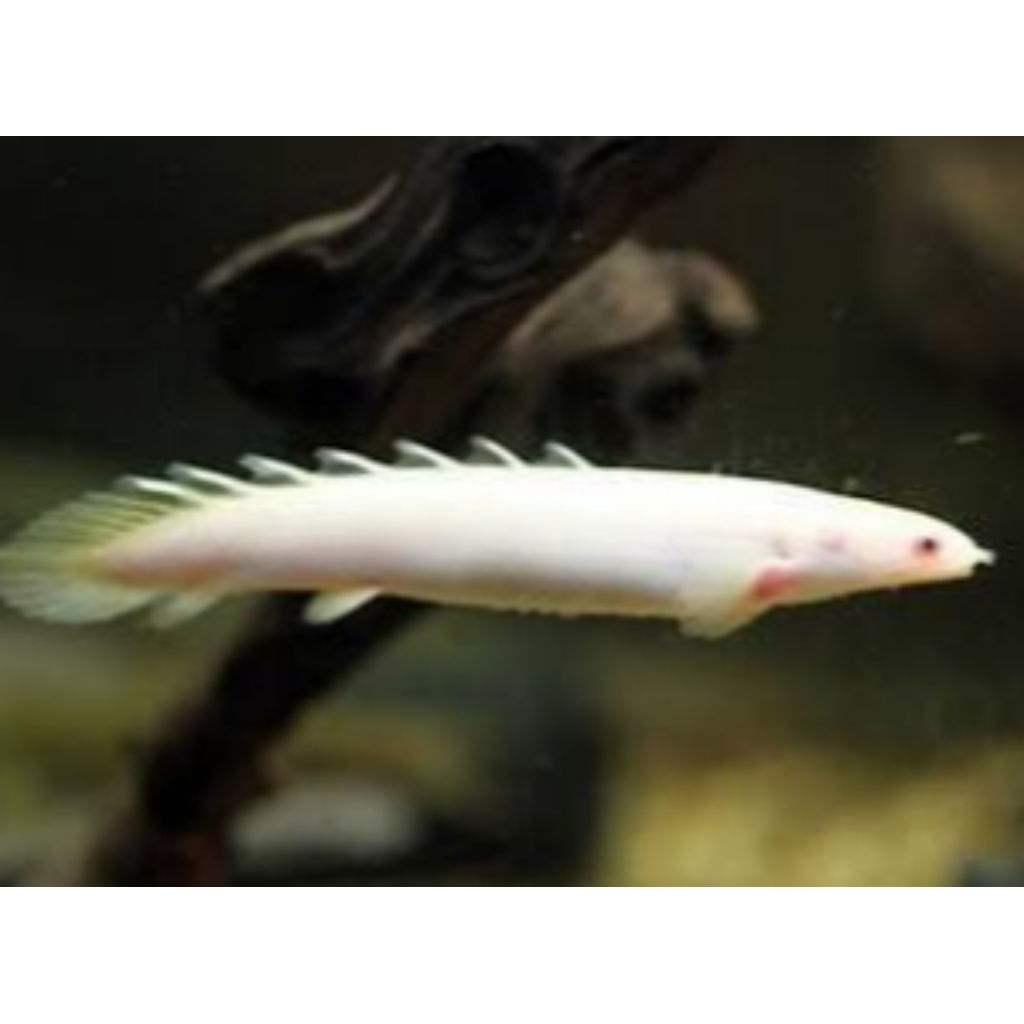 Pemanis Aquarium_ Palmas Albino Ikan Naga Putih Size 9 Cm