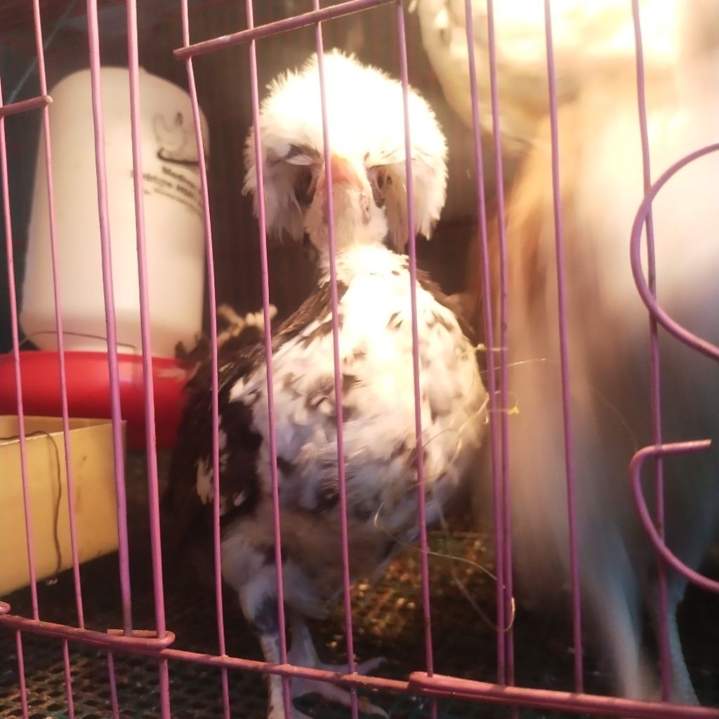 Ayam Poland Usia 7 Minggu Ayam Hias