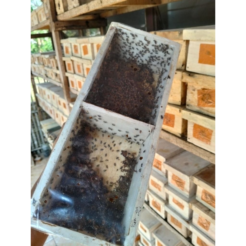 lebah klanceng - trigona