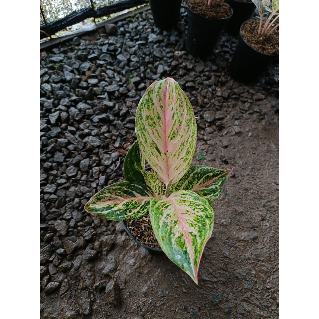 Tanaman Hias Aglaonema Bidadari - Tanaman Hias Aglaonema Bidadari