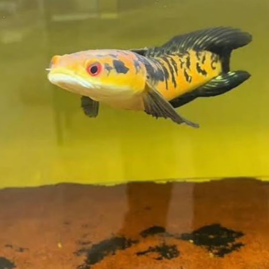 Channa Maru Ys Dorsal Batik Premium Fish 14-16cm Terbaik