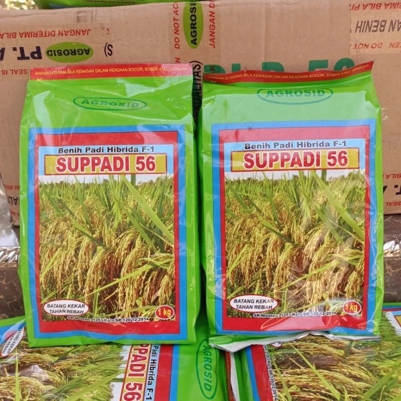 SUPPADI 56 Benih Padi Hybrida 1 Kg - Bibit Padi Hibrida 1kg SUPADI 56 Produk AGROSID