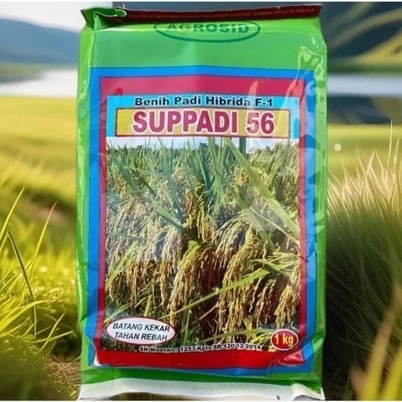 Benih Padi Supadi SUPPADI 56 Hibrida F1 Original Agrosid
