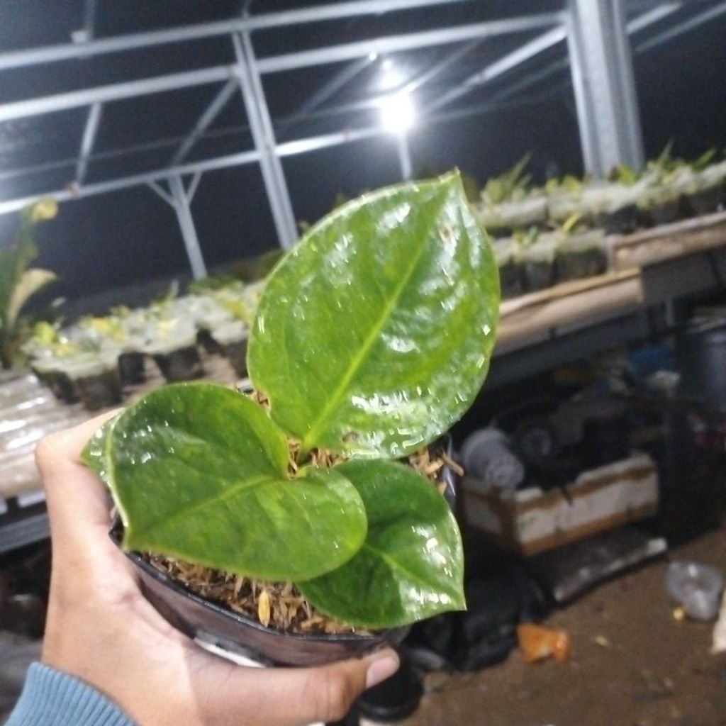 Tanaman Hias Anthurium Jemani Mangkok Remaja, Cocok untuk Dekorasi Rumah