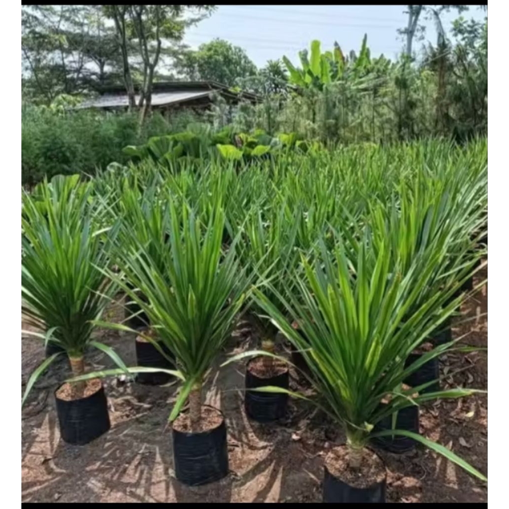 BISA COD Tanaman Hias pohon pandan bali- daun  lebat batang besar