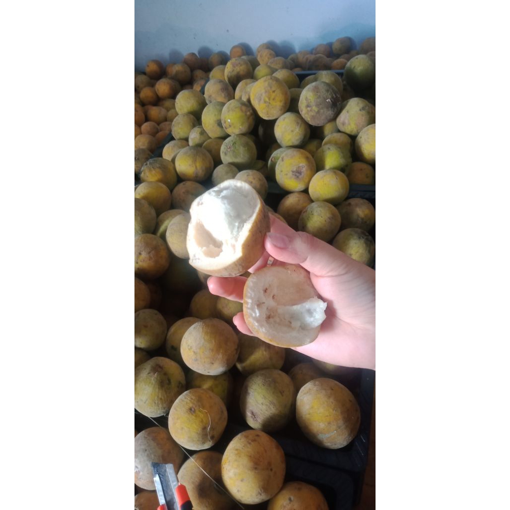buah  kecapi segar fresh 1kg