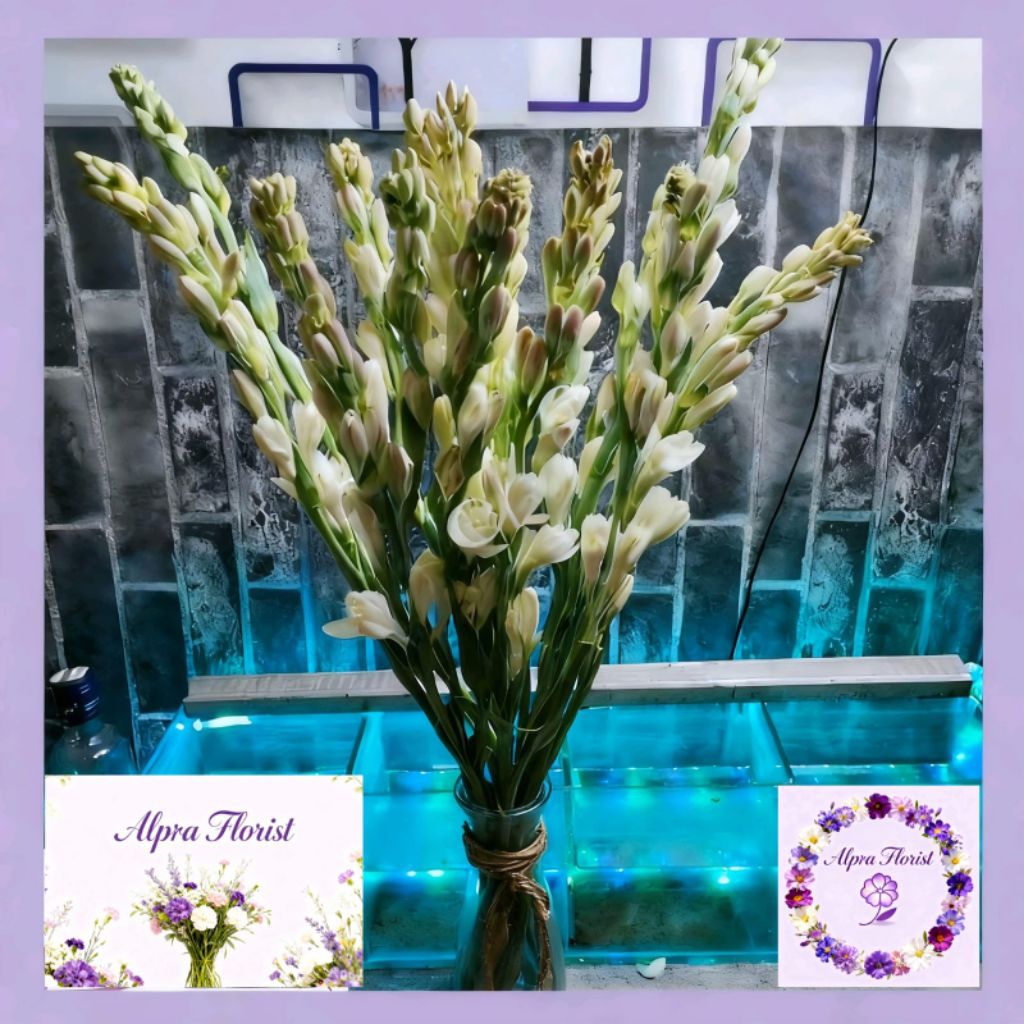 [FRESH] Bunga Sedap Malam Segar Per Tangkai