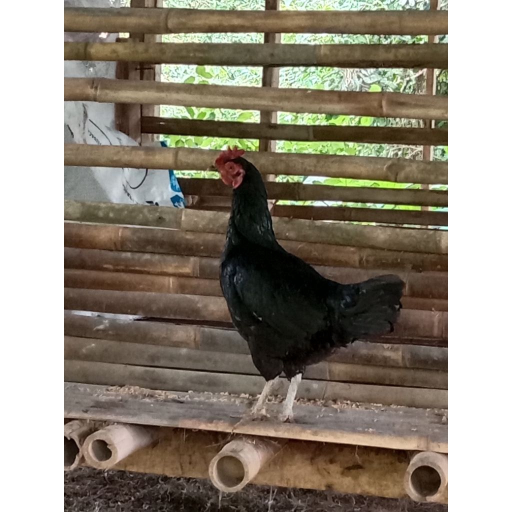 AYAM KAMPUNG 1KG HIDUP ayam kampung siap produksi telur AYAM KAMPUNG