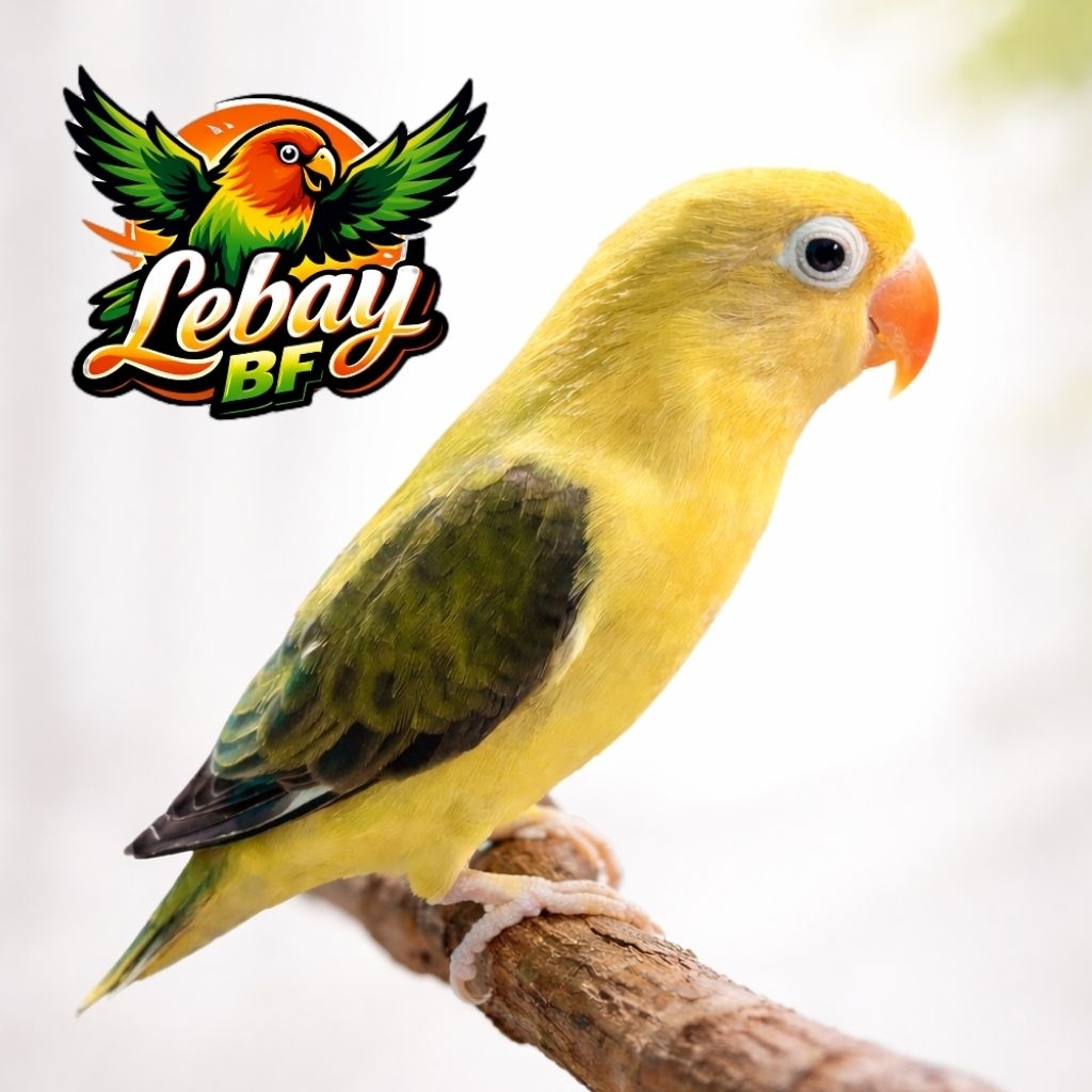 Lovebird Biola PB Ewing