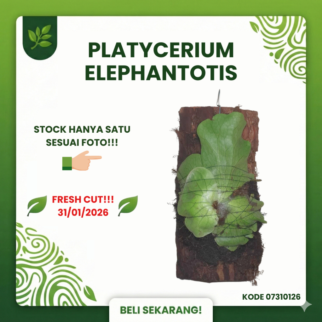 SESUAI FOTO - Platycerium Elephantotis Pup Anakan Fresh Cut dari Indukan Sp - Simbar Menjangan Gajah